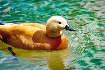 Wild duck Ogar on the lake. Close-up. - obrazy, fototapety, plakaty