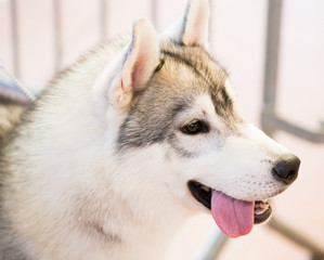 Portrait of thoroughbred Siberian Husky dog