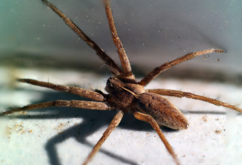 brown white striped spider macro