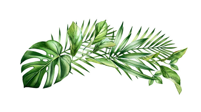 Watercolor arch of tropical leaves. Jungle greenery in horizontal arrangement. Exotic palm branches, monstera, isolated on white. Botanical hand drawn illustration