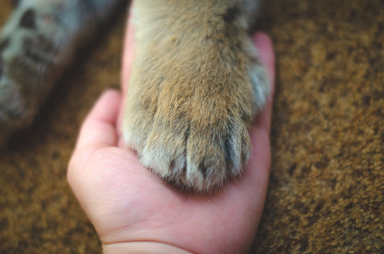 Photo of a human hand on which lies a paw of a lion cub
