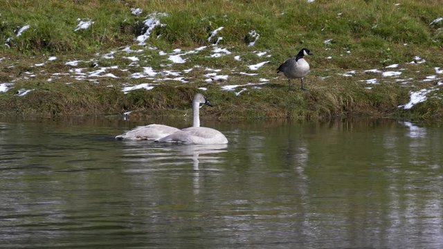 pair of trumpeter swam cygnets on the yellowstone river in yellowstone national park