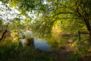 Frühlingsmorgen in den Rheinauen bei Rhinau