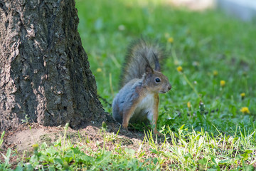Naklejka na ściany i meble Squirrel on the green lawn in the city park.