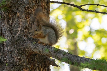 Squirrel on the tree branch in the city park.