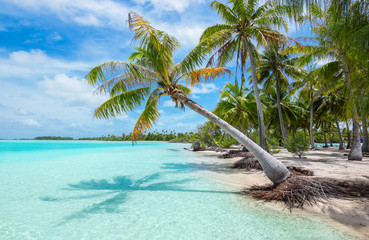 Tropical palm tree and beach paradise of Fakarava Island, French Polynesia. - obrazy, fototapety, plakaty