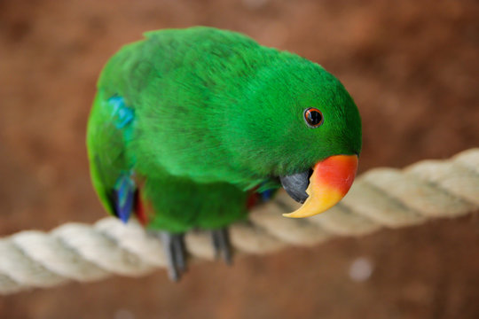 Close up of Eclectus parrot (Eclectus roratus), looking to the camera, shallow depth of field. This beautiful tropical bird has emerald green plumage and orange beak.