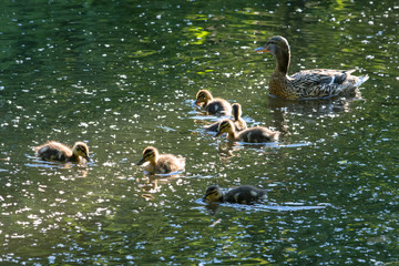 Duck with ducklings in pond covered with poplar fluff.
