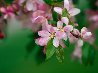 Obraz premium Cherry blossom bloom up close in macro photography shot with water droplets with a bright green soft creamy bokeh background. Beauty in nature, green and pink.