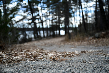 Road in forest near river