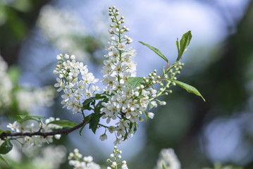 Bird Cherry Tree in Blossom