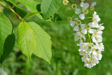 Springtime. Blooming bird cherry tree.