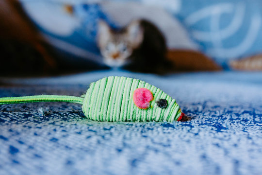 Close up cat toy mouse with a kitty playing behind