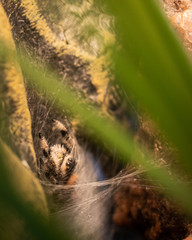 Phidippus regius jumping spider in web sac