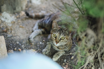 Naklejka premium brown cat looking at camera