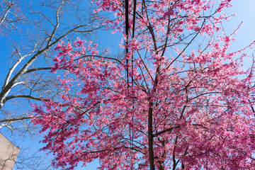 Looking up at a Beautiful Pink Cherry Blossom Tree and a Blue Sky along the Sidewalk in Astoria Queens New York during Spring