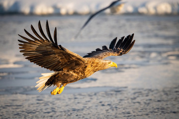 The White-tailed eagle, Haliaeetus albicilla The bird is flying in beautiful artick winter environment Japan Hokkaido Wildlife scene from Asia nature. Came from Kamtchatka..