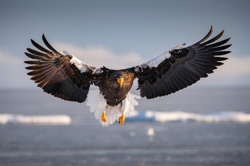 The Steller's sea eagle, Haliaeetus pelagicus  The bird is flying in beautiful artick winter environment Japan Hokkaido Wildlife scene from Asia nature. came from Kamtchatka..