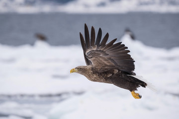 The White-tailed eagle, Haliaeetus albicilla The bird is flying in beautiful artick winter environment Japan Hokkaido Wildlife scene from Asia nature. Came from Kamtchatka..