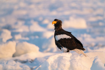 The Steller's sea eagle, Haliaeetus pelagicus  The bird is perched on the iceberg in the sea during winter Japan Hokkaido Wildlife scene from Asia nature. came from Kamtchatka
