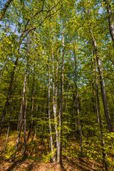 Fototapeta premium Sunlight in the green forest, spring time