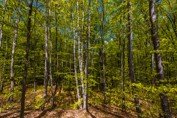Obraz premium Sunlight in the green forest, spring time