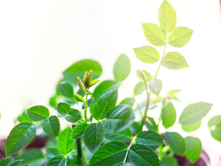 Seedlings of garden roses in the sun. Young sprout. Green leaves with green leaf background.