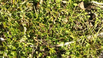 
texture of green grass for background and wallpaper