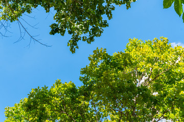Green trees - sunny day