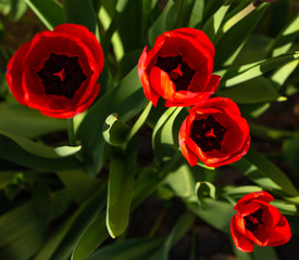 Red color tulip flowers growing outdoors in sunny spring day,