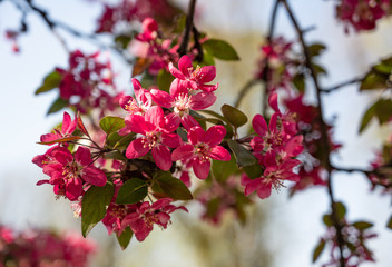 Branches of apple blossoming pink flowers