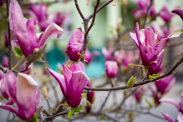 Blossoming magnolia flowers