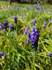 Fototapeta premium Spring in the garden