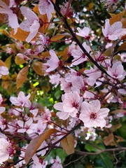 Spring in the garden