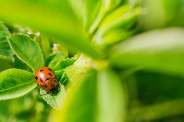 Close up shot of a ladybug on a leaf in the meadow