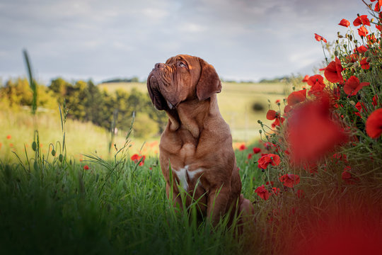 Dogue de Bordeaux in poppies II