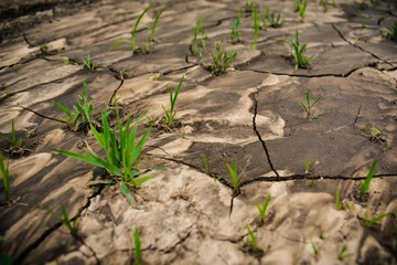 Patterned dried mud flow with sprouted young grass lush green. Samples of dirt were formed due to the mixing of two different stones, and after drying, the dirt cracked
