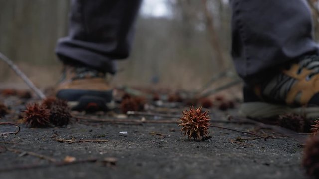 Man picks a sweetgum seed on the road, static, focus on foreground

