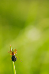 Close up shot of a spider on a blade of grass in the meadow