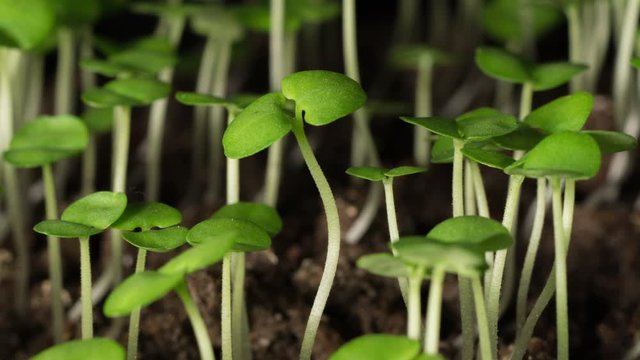 Timelapse Of Green Basil Sprouts Growing On The Soil - Pan Left Shot