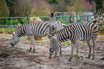 Fototapeta na wymiar group of zebras in a zoo