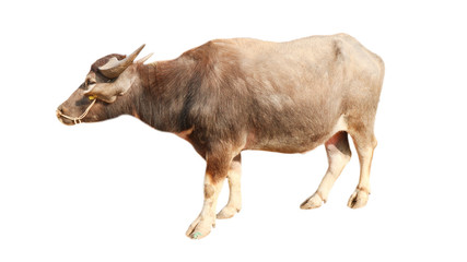A separate buffalo on a white background          