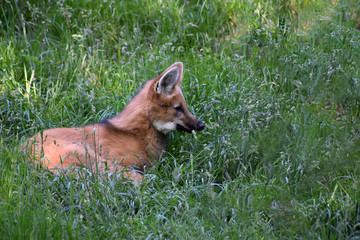 Mähnenwolf liegt im Gras