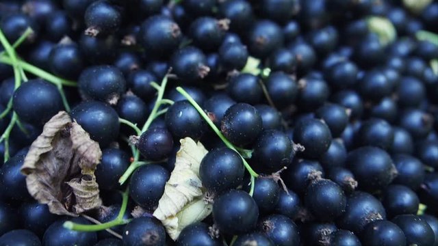 Detail of fresh blackcurrant. Macro trucking shot. Camera moving forwards. Close up. Black currant or blackcurrant