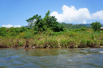 Scenery in tropical rainforest in the morning