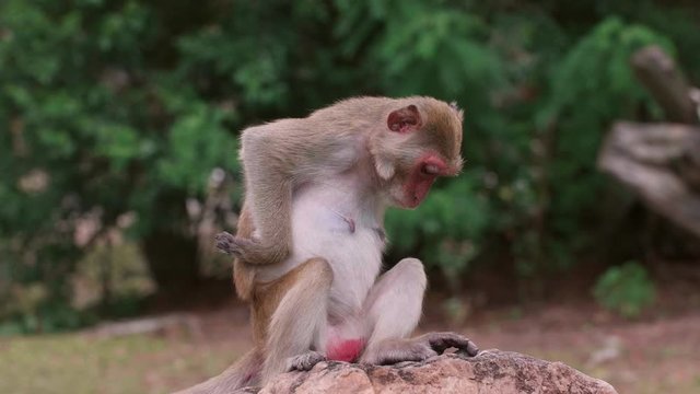 Rhesus Macaque (Macaca) Sitting on the Stone and Scratches Her Back. Adult Monkey in Open Zoo in Thailand