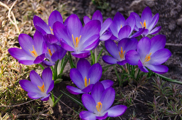 Crocus with violet in the spring forest, garden. Crocus flowers close-up. Spring design. The first spring flowers.