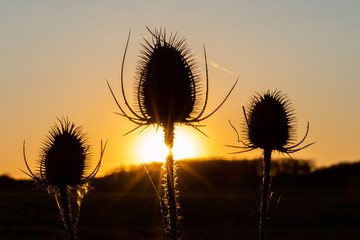 Thistle in the sunset