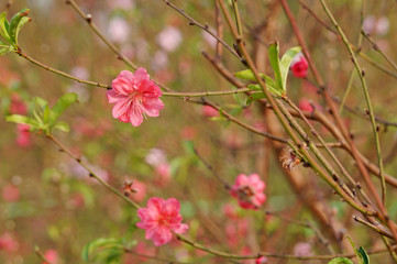 Colors of spring with pink peach blossom