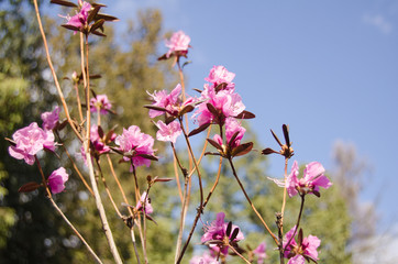 Rhododendron blossom in spring in the park. Flowers close-up. Pink rhododendron flowers. City park in the spring.